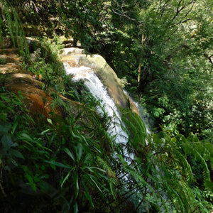 Honduras Buen Pasteur - Direct Relationship - The falls at Buen Pasteur - Serve Coffee