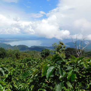 Announcement for National Coffee Day - Green coffees from award winning producers