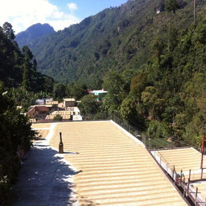 Guatemala Huehuetenango Coffee - Serve Coffee