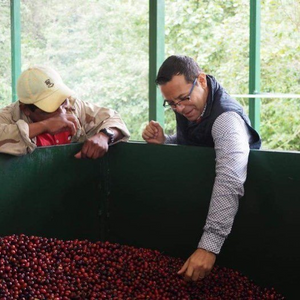 Nicaragua Finca Lo Prometido Java Natural - Green coffee