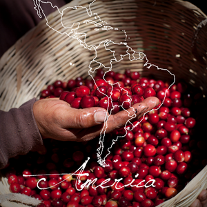 Guatemala Huehuetenango Coffee - Serve Coffee