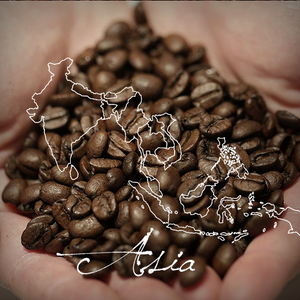 Sulawesi Toraja - Serve Coffee