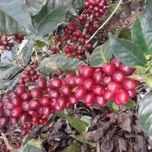 Nicaragua Finca Un Regalo de Díos Bourbon Washed - Green coffee